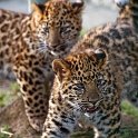 slides/IMG_3291.jpg wildlife, feline, big cat, cat, predator, fur, leopard, cub, amur, siberian, eye WBCW70 - Amur Leopard Cub